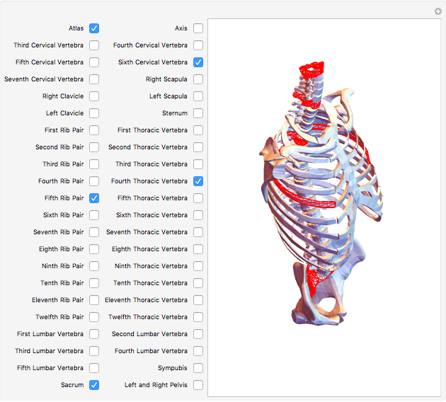 3D Skeletal Anatomy of the Torso - Wolfram Demonstrations Project