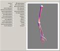 3D Skeletal Anatomy of the Arm