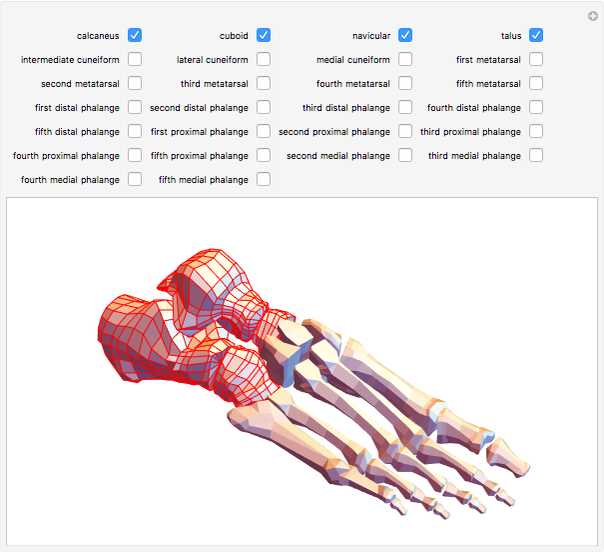 3D Skeletal Anatomy of the Foot - Wolfram Demonstrations Project