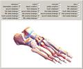3D Skeletal Anatomy of the Foot
