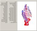 3D Skeletal Anatomy of the Torso