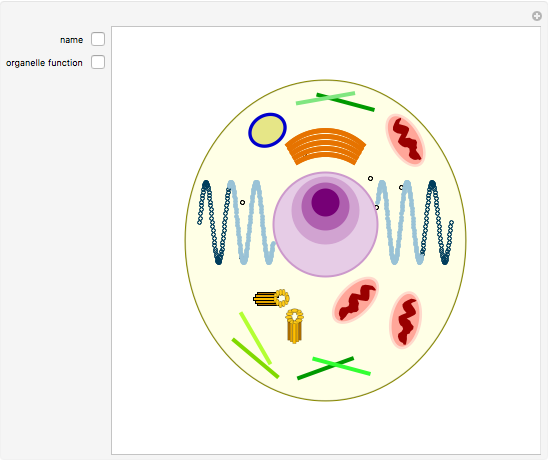 Animal Cell Structure - Wolfram Demonstrations Project