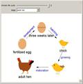 Chicken Life Cycle