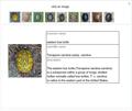 Learning Turtle Taxonomy with Wolfram|Alpha