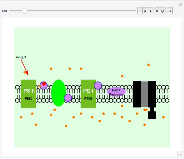 Light-Dependent Reactions in Photosynthesis - Wolfram Demonstrations Project